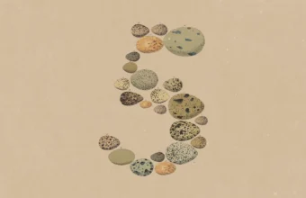 Cinq composé d'œufs d'oiseaux variés sur fond beige.