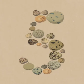 Cinq composé d'œufs d'oiseaux variés sur fond beige.