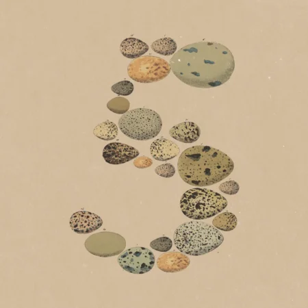 Cinq composé d'œufs d'oiseaux variés sur fond beige.